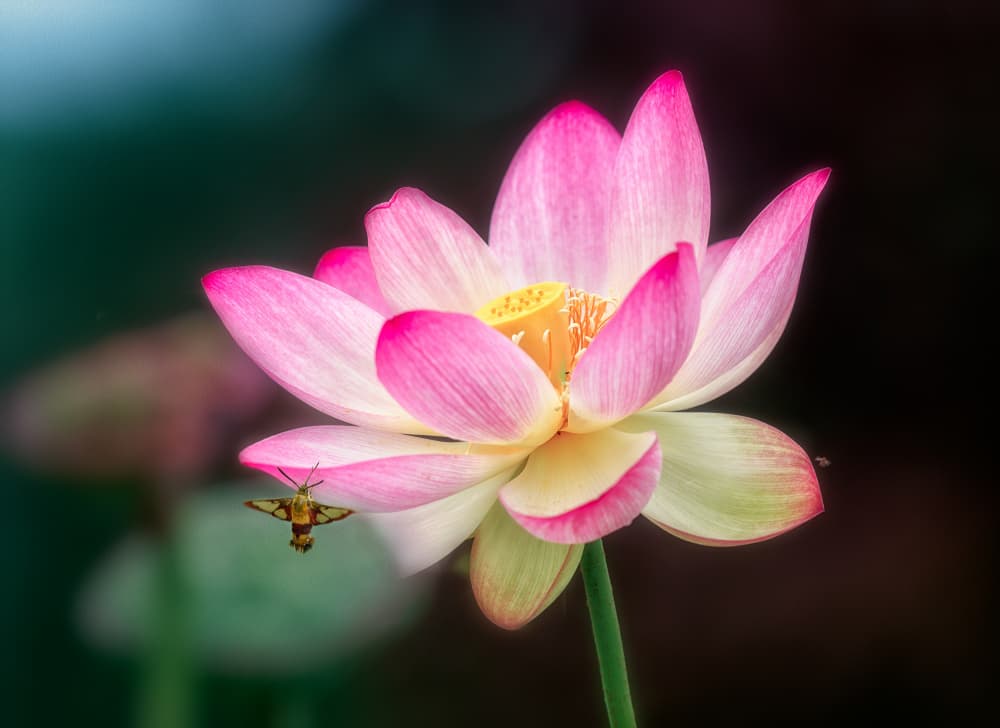 Pink Lotus Moth by Ling Lu — canvas wall art
