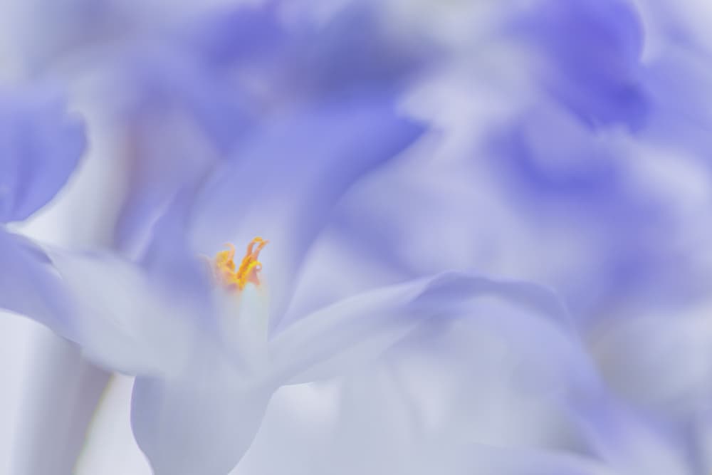 Soft Lavender Bloom by Roelof de Hoog — canvas wall art