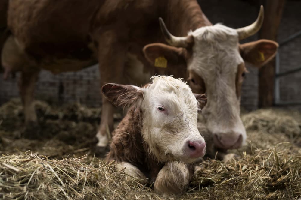 Sweet Mother and Calf by Gert van den Bosch — canvas wall art