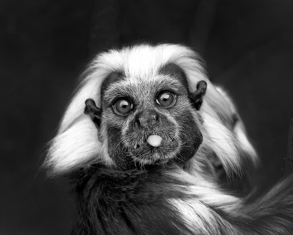 Funny Monkey Tongue by Antonyus Bunjamin (Abe) — canvas wall art