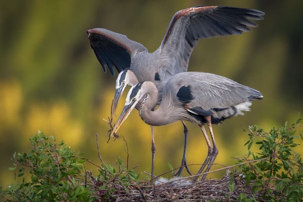 Blue Herons Nesting Family by Nick Kalathas — canvas wall art