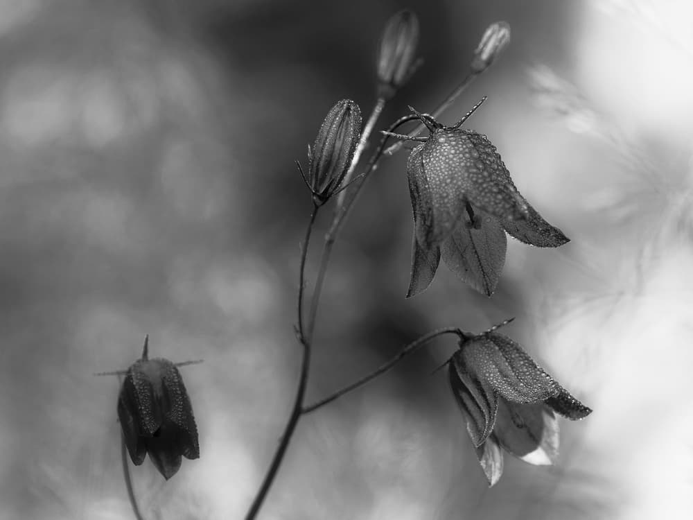 Morning Dew Bellflowers by Bjorn Emanuelson — canvas wall art