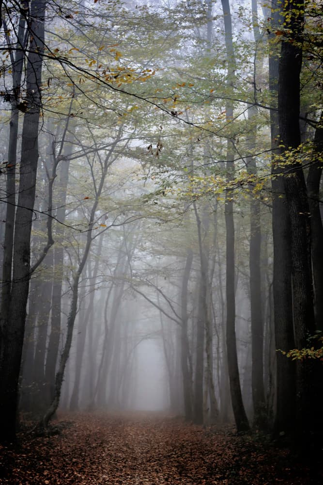 Misty Forest Path by Bojan Bencic — canvas wall art