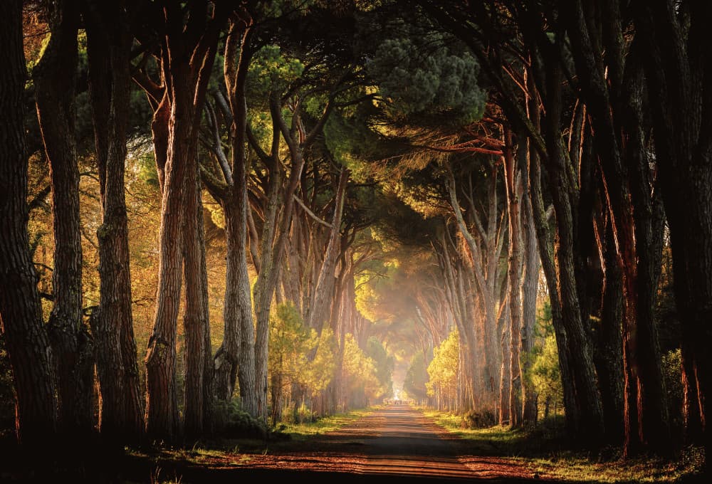 Golden Light Tree Tunnel by Wei (David) Dai — canvas wall art