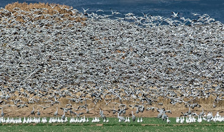 Flying Geese and Cranes by Alfred Forns — canvas wall art