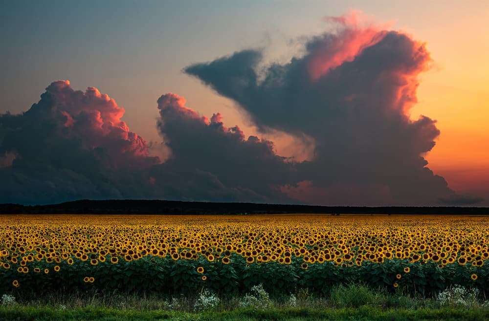 Dramatic Sunflower Sunset by Dmitry Nesvetaylov — canvas wall art