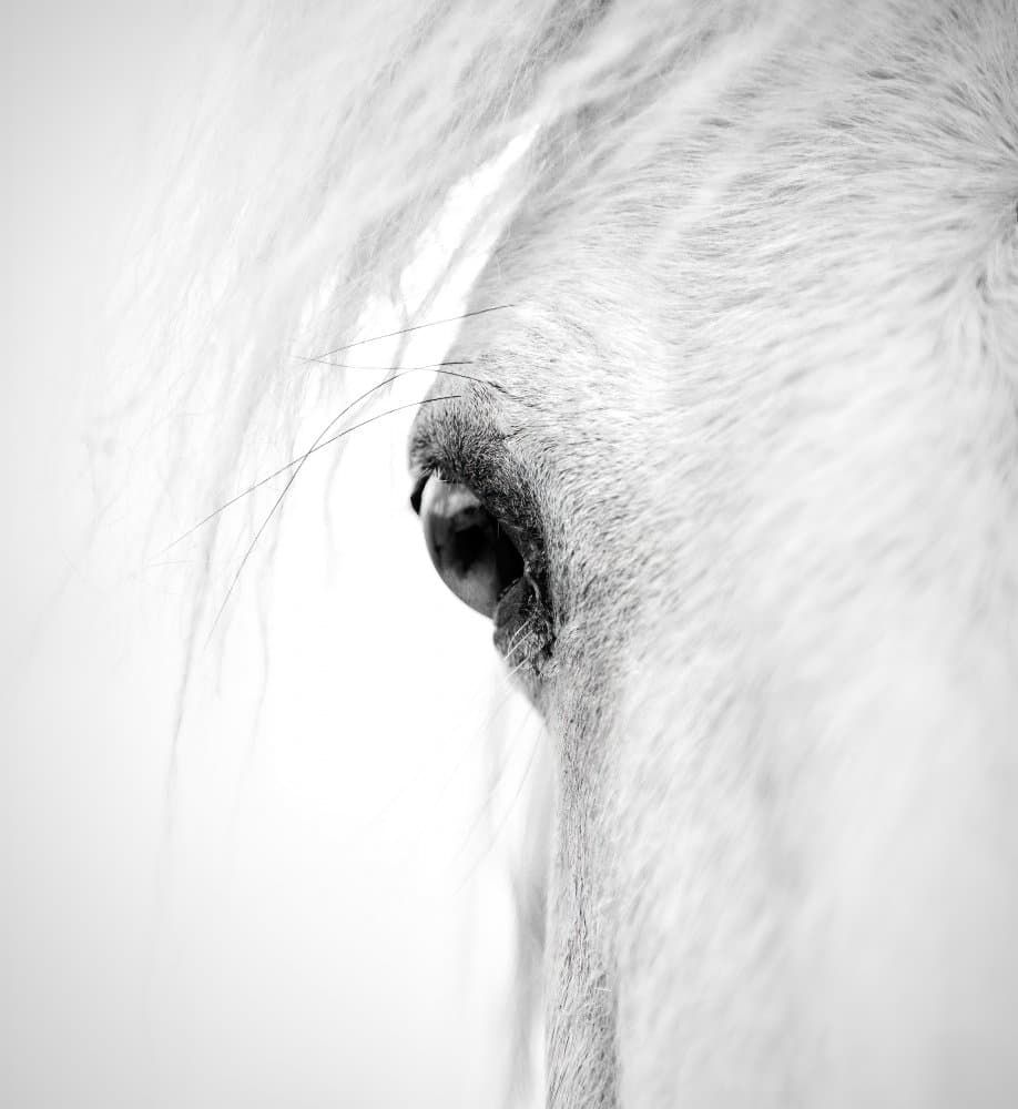 Soulful Equine Gaze by Alex Zhao — canvas wall art