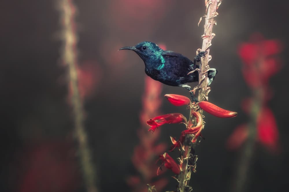 Emerald Sunbird Red Flowers by Sina Pezeshki — canvas wall art