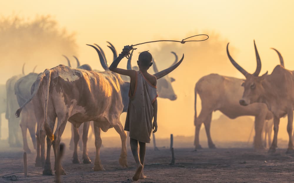 Dinka Boy with Cattle by Amihay Shraga — canvas wall art