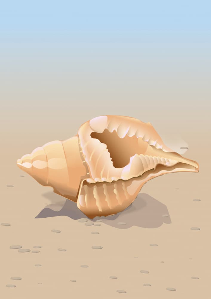 Sea Shell on Sand by Nicholas — canvas wall art