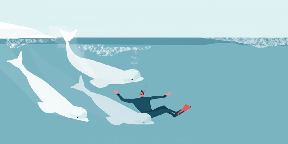 Diver's Beluga Encounter by Annelien Smet — canvas wall art