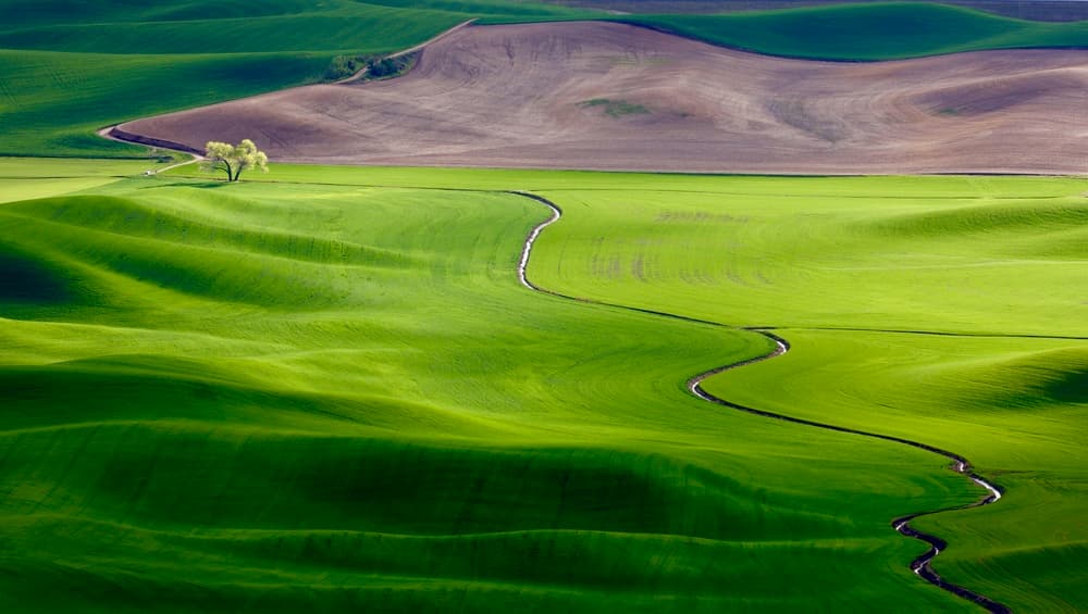 Green Hills Winding Path by Danny Gao — canvas wall art