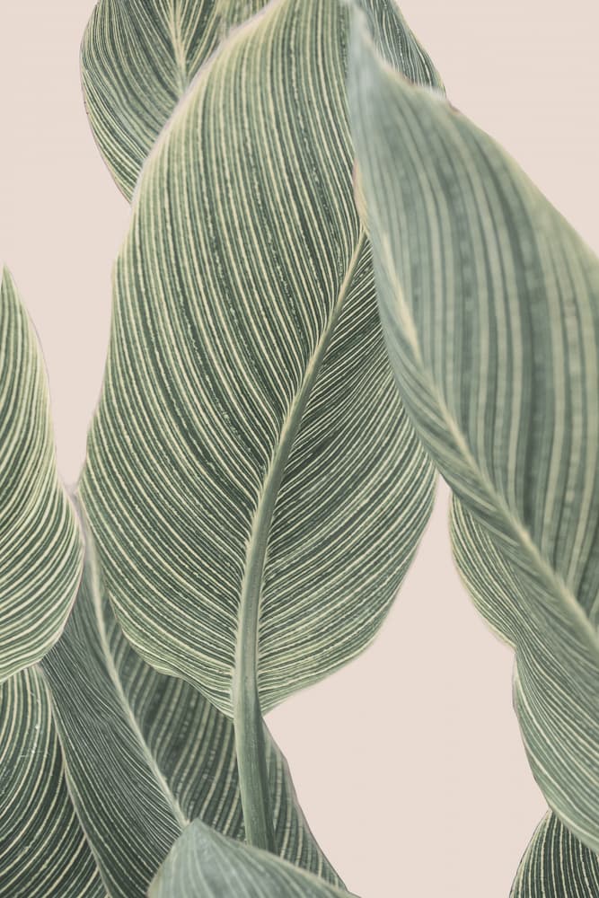 Calla Leaf by Kathrin Pienaar — canvas wall art