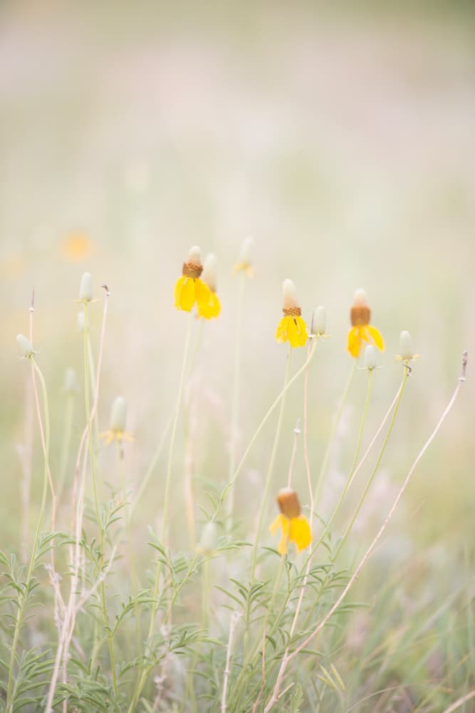 Soft Yellow Wildflowers by Crystal Lynn Collins — canvas wall art