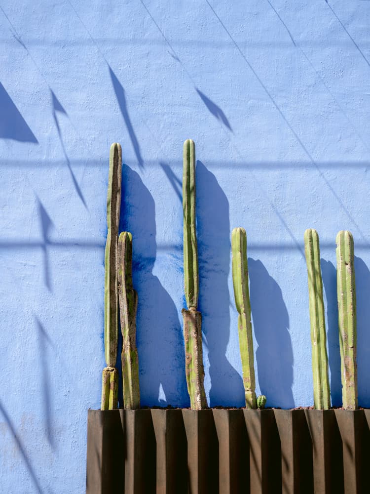 Tall Cacti | Oaxaca Mexico travel photography by Raisa Zwart — canvas wall art