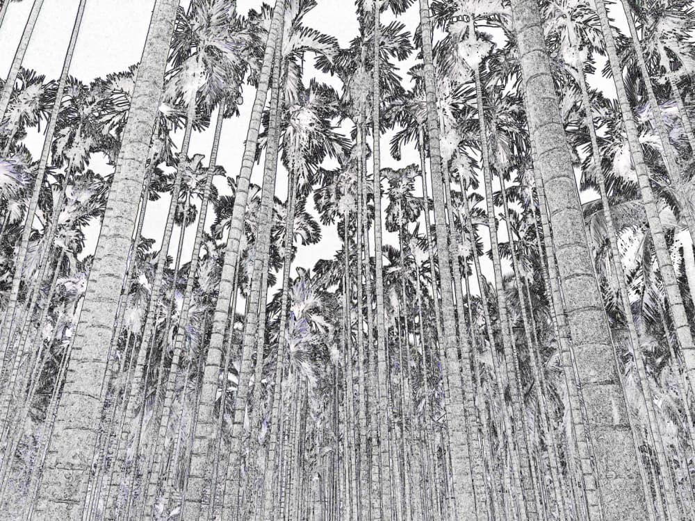 Upward Forest Sketch by Santhosh ch — canvas wall art