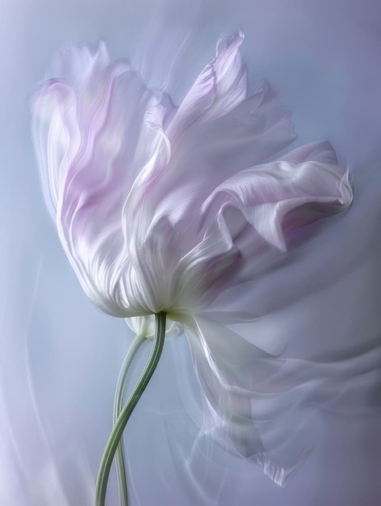 Ethereal Petal Dance by Bilge Paksoylu — canvas wall art