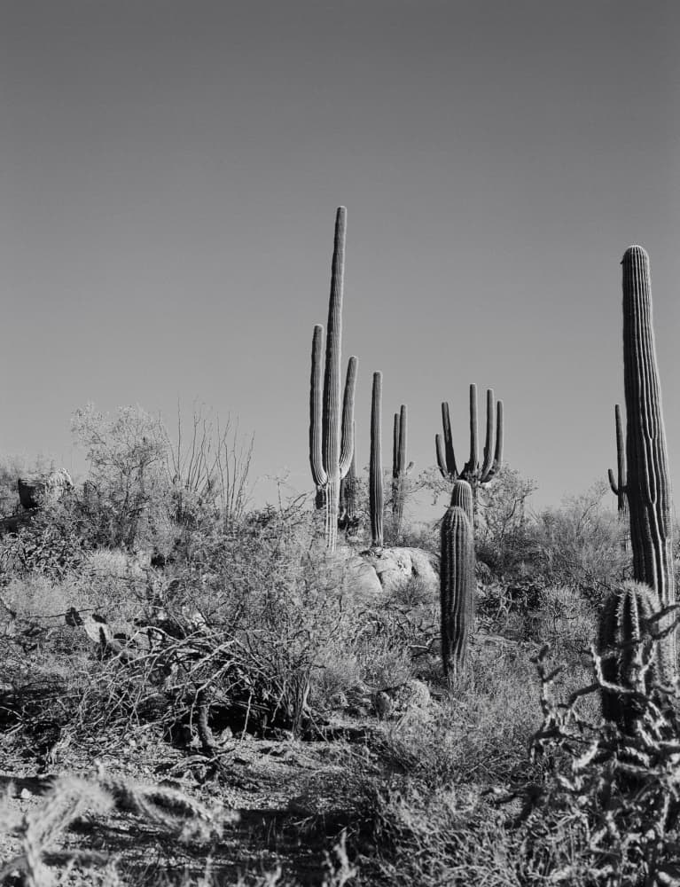 Desert Saguaro Landscape by Bethany Young — canvas wall art