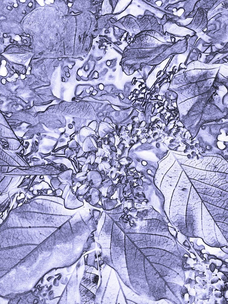 Purple Botanical Sketch by Santhosh ch — canvas wall art