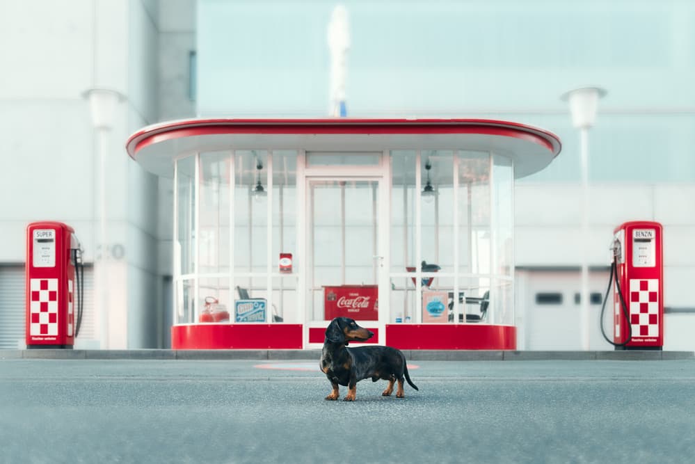 Retro Gas Station Dog by Heike Willers — canvas wall art