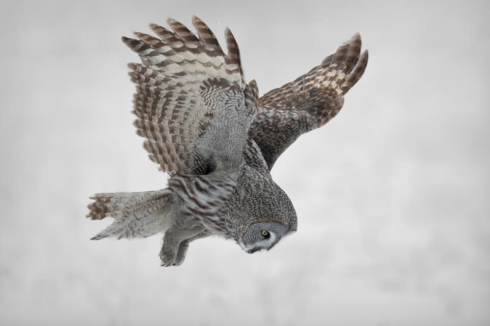 Great Gray Owl Diving by Bill Lu — canvas wall art