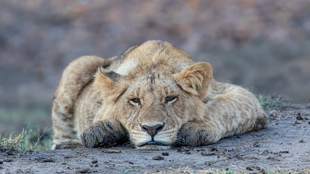 Resting Lion Cub by Alessandro Catta — canvas wall art