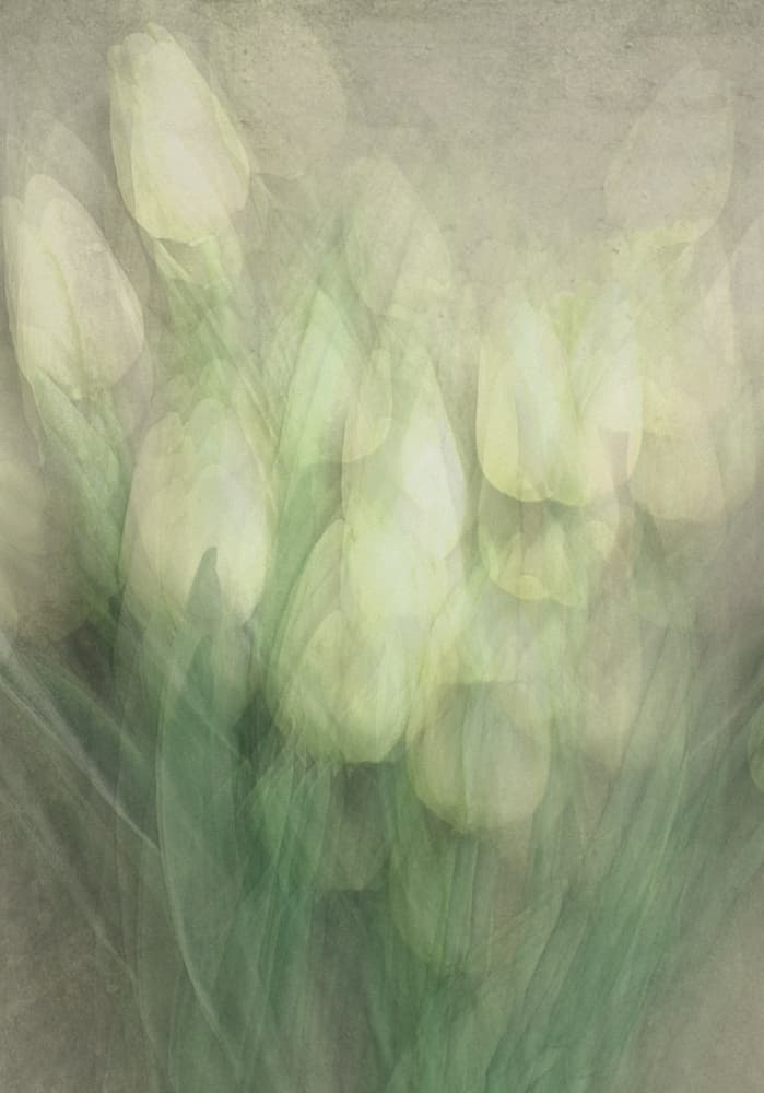 Soft Dream Tulips by Kahar Lagaa — canvas wall art