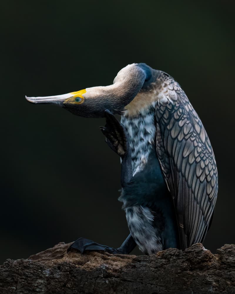 Cormorant Preening Ritual by Ahmed Elsheshtawy — canvas wall art