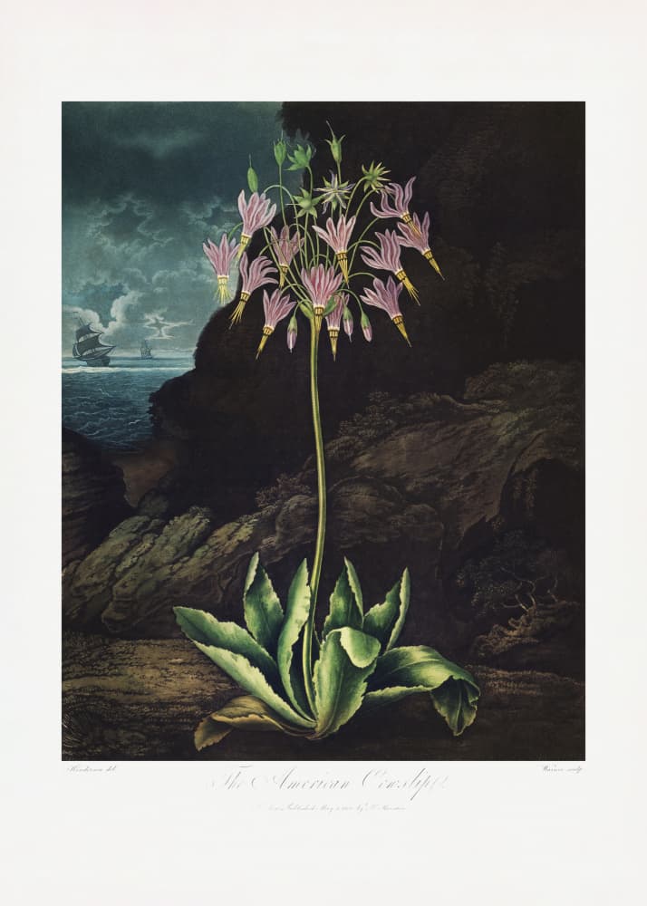 The American Cowslip from The Temple of Flora (1807) by Robert John Thornton — canvas wall art