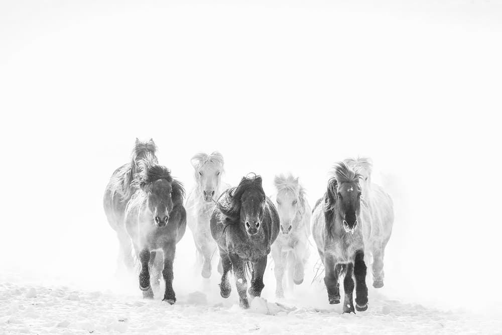Majestic Horses Winter