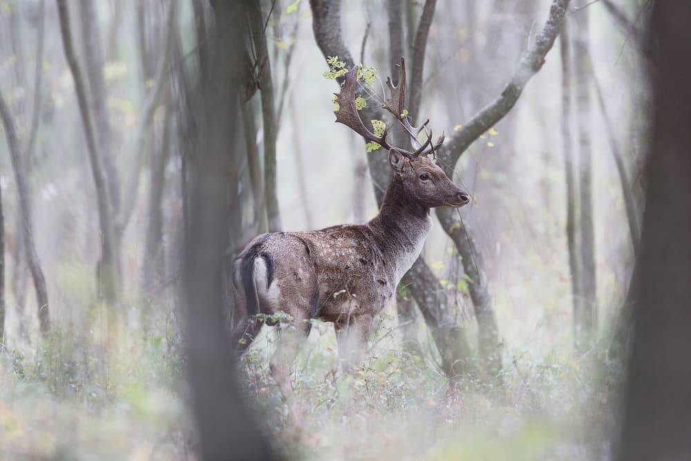 Majestic Forest Buck by Sebastian Mastahac — canvas wall art