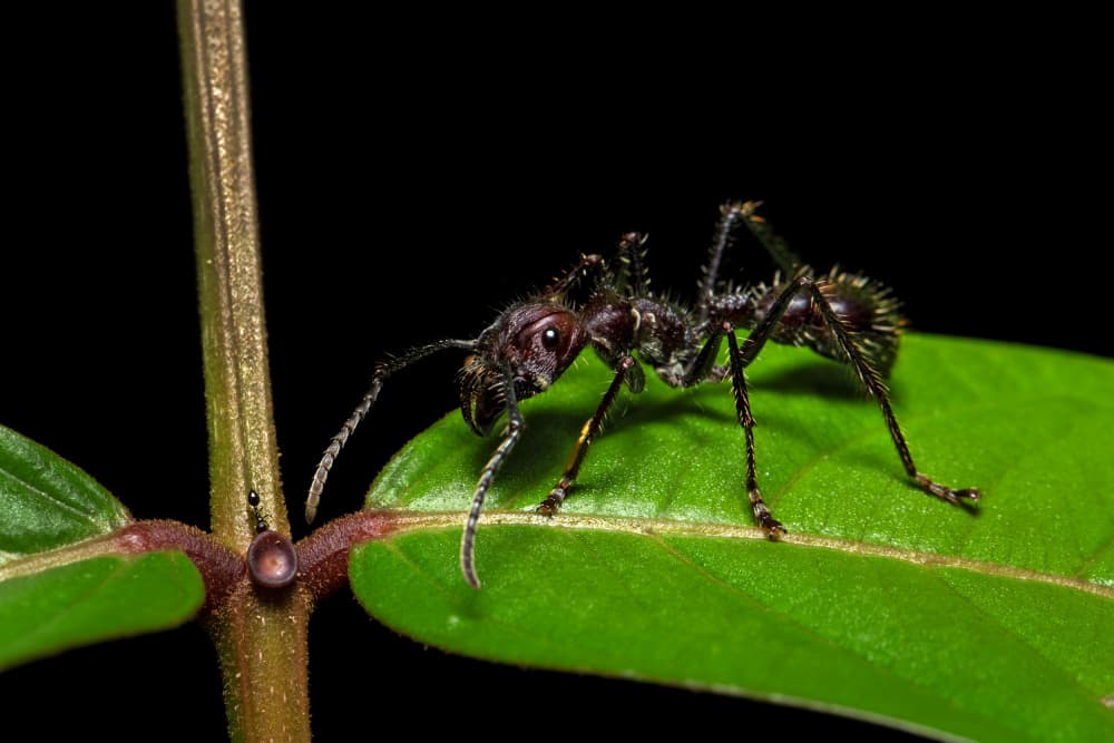Forest Ant Close Up by Milan Zygmunt — canvas wall art