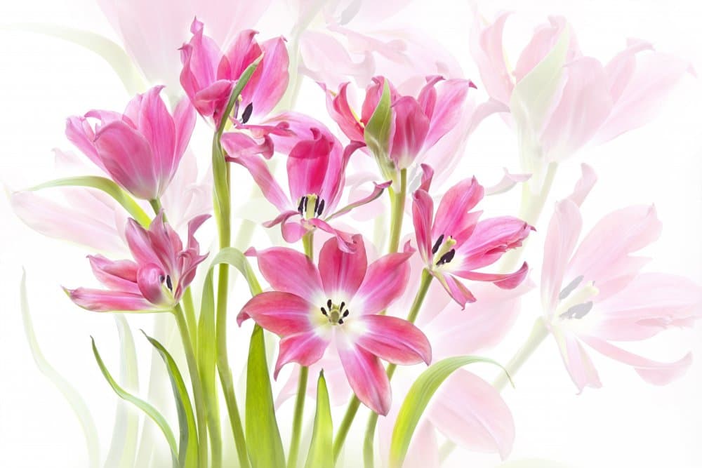 Fresh Pink Tulips by Jacky Parker — canvas wall art