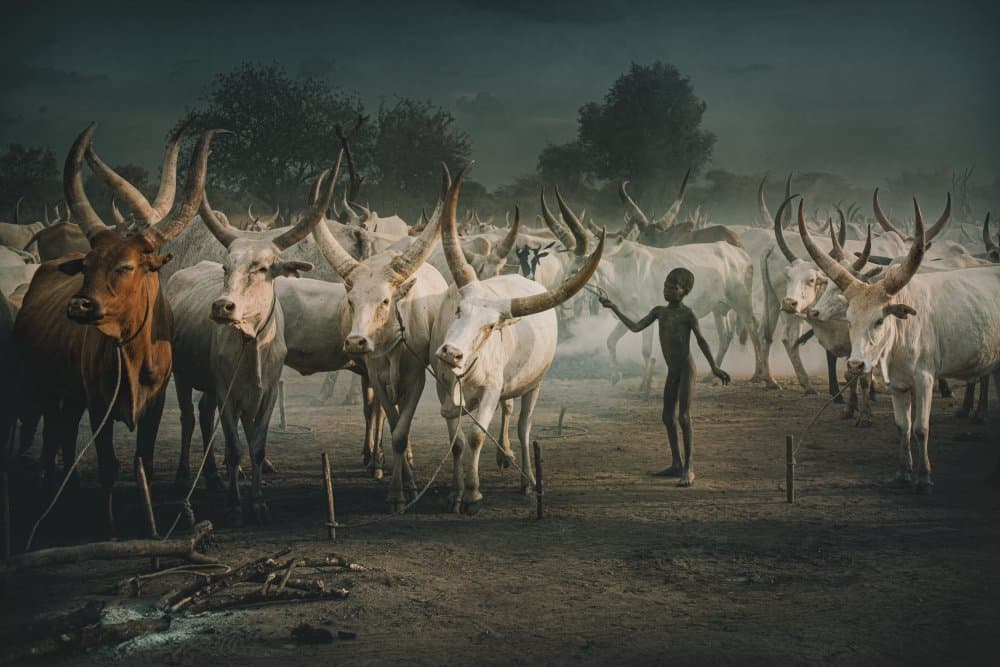 Boy And Sacred Cattle by Svetlin Yosifov — canvas wall art