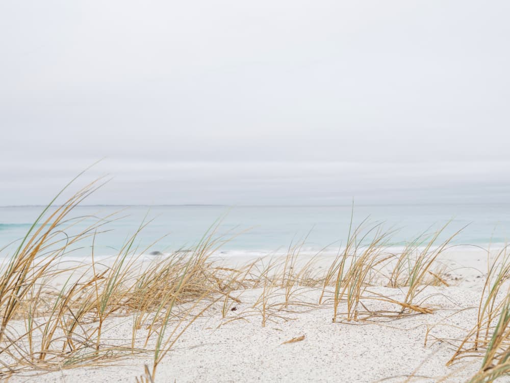 Serene Beach Grass by Ryno Botha — canvas wall art