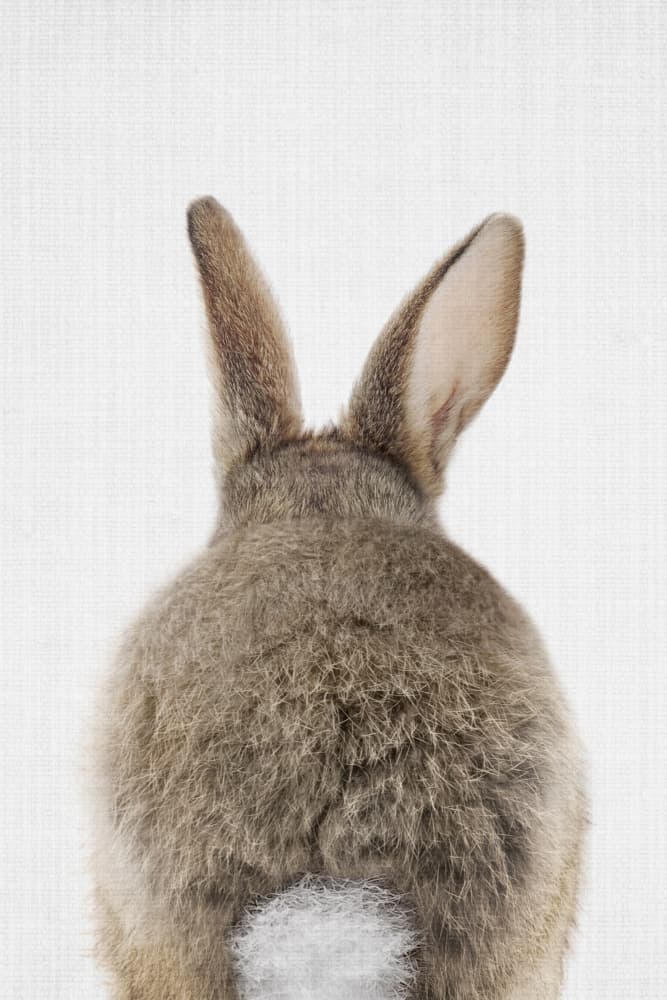 Fluffy Cottontail Bunny by Lila & Lola — canvas wall art