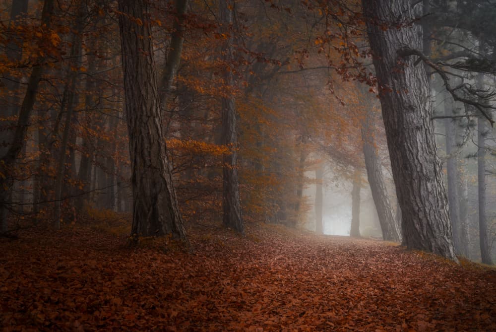 Misty Autumn Forest Path by Norbert Maier — canvas wall art