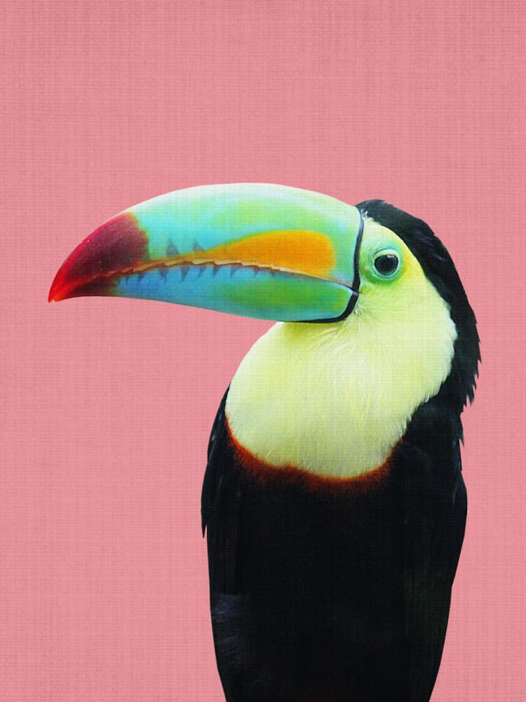 Colorful Tropical Toucan by Lila & Lola — canvas wall art