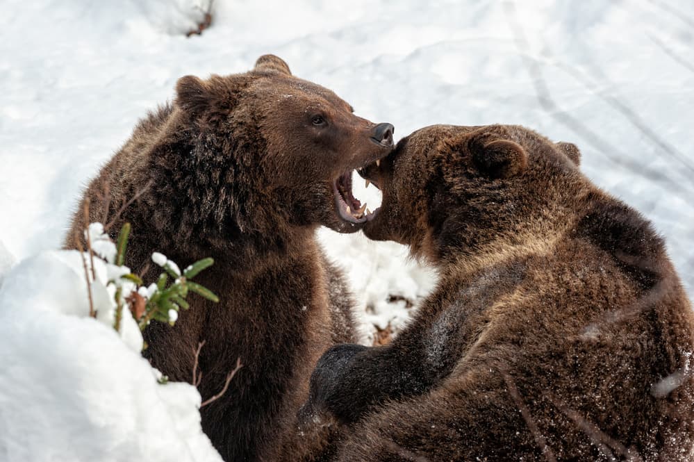 Bears Fighting in Snow by Massimo Felici — canvas wall art