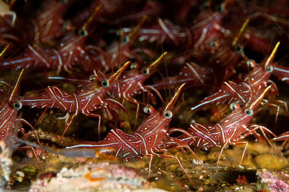 Vibrant Shrimp Colony by Ilan Ben Tov — canvas wall art