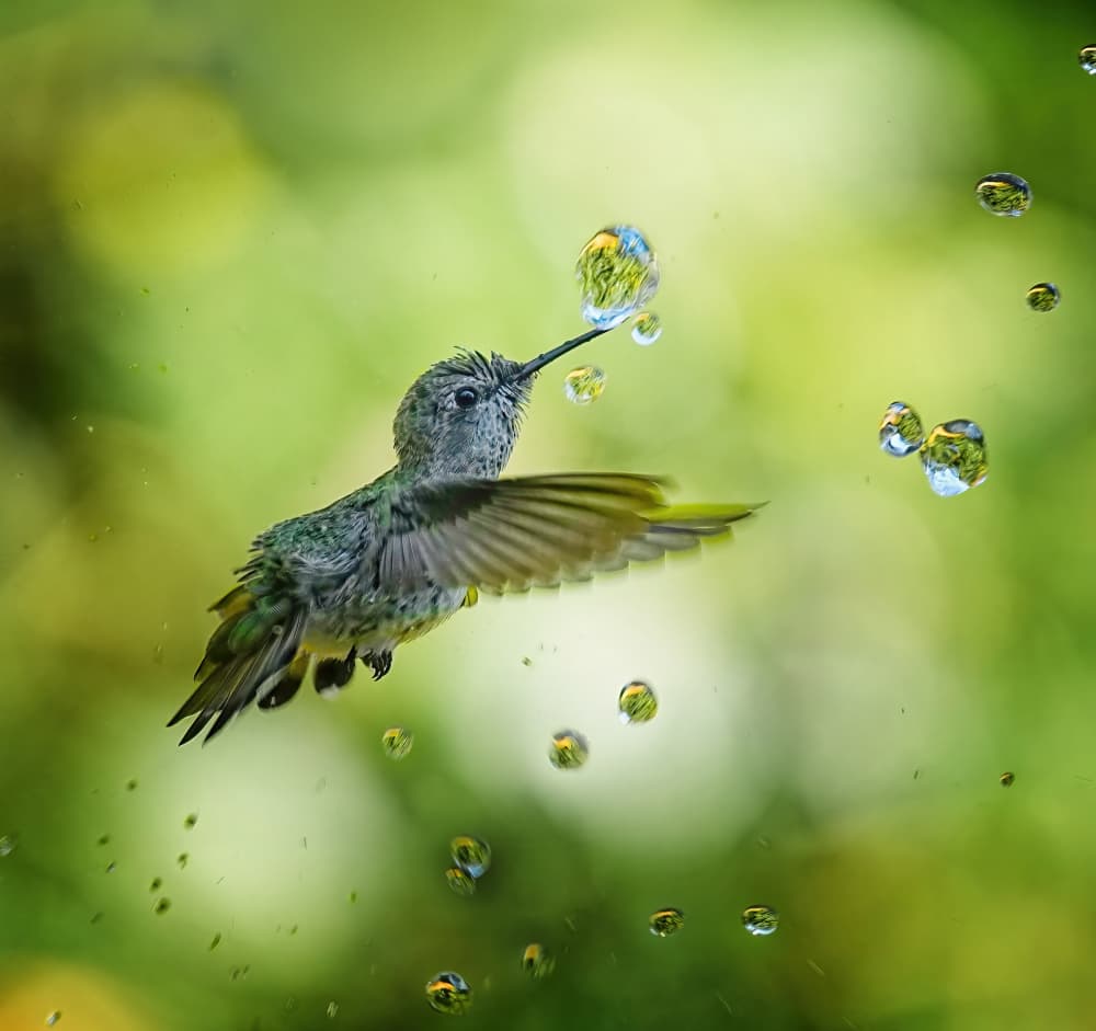 Hummingbird Water Dance by Xiaojian Huang — canvas wall art