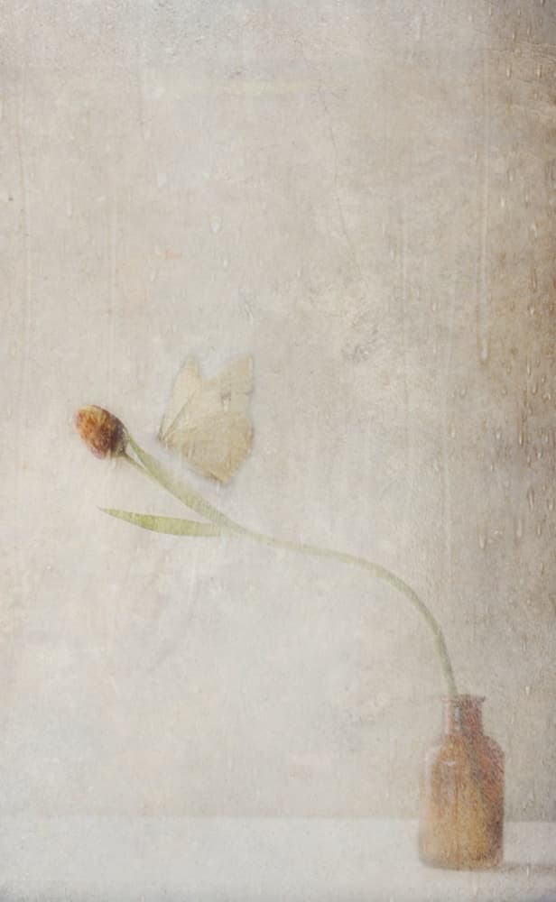 Fading Tulip Still Life by Delphine Devos — canvas wall art