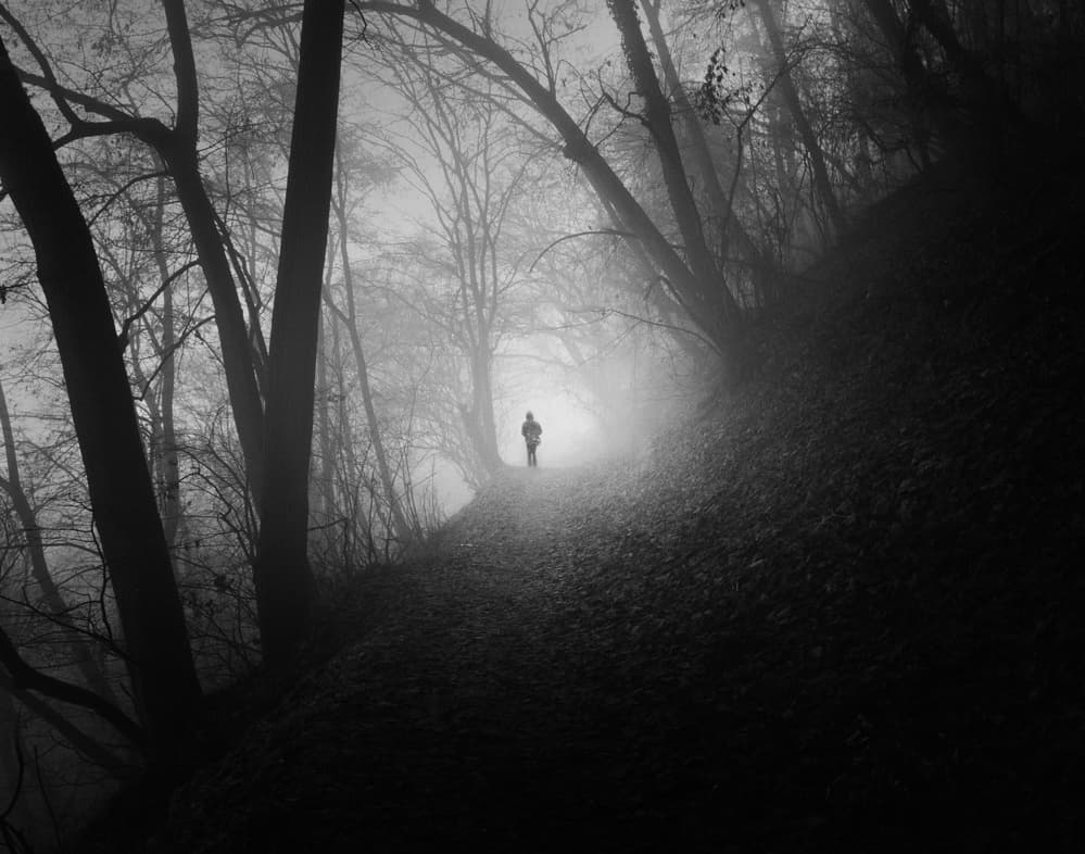 Solitary Misty Forest Path by Catalin Alexandru — canvas wall art