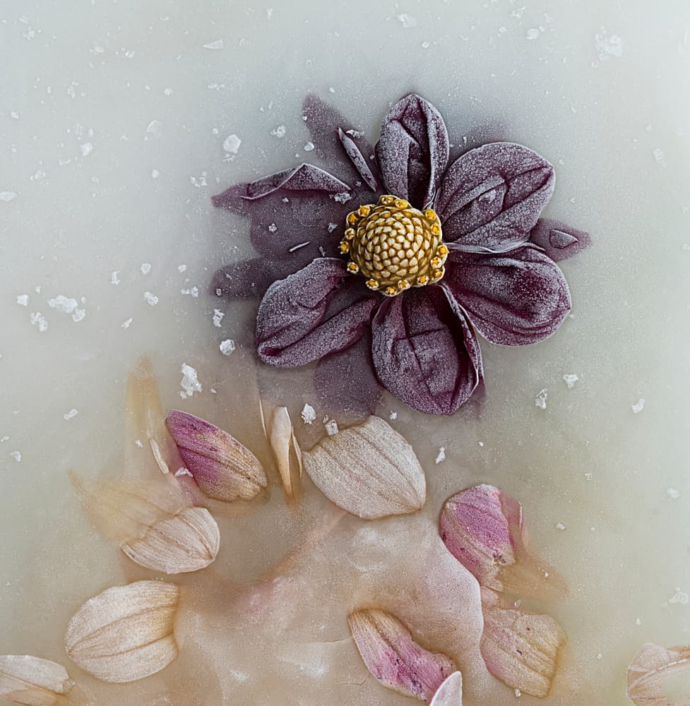 Frozen Dahlia Bloom by Pedro Uranga — canvas wall art