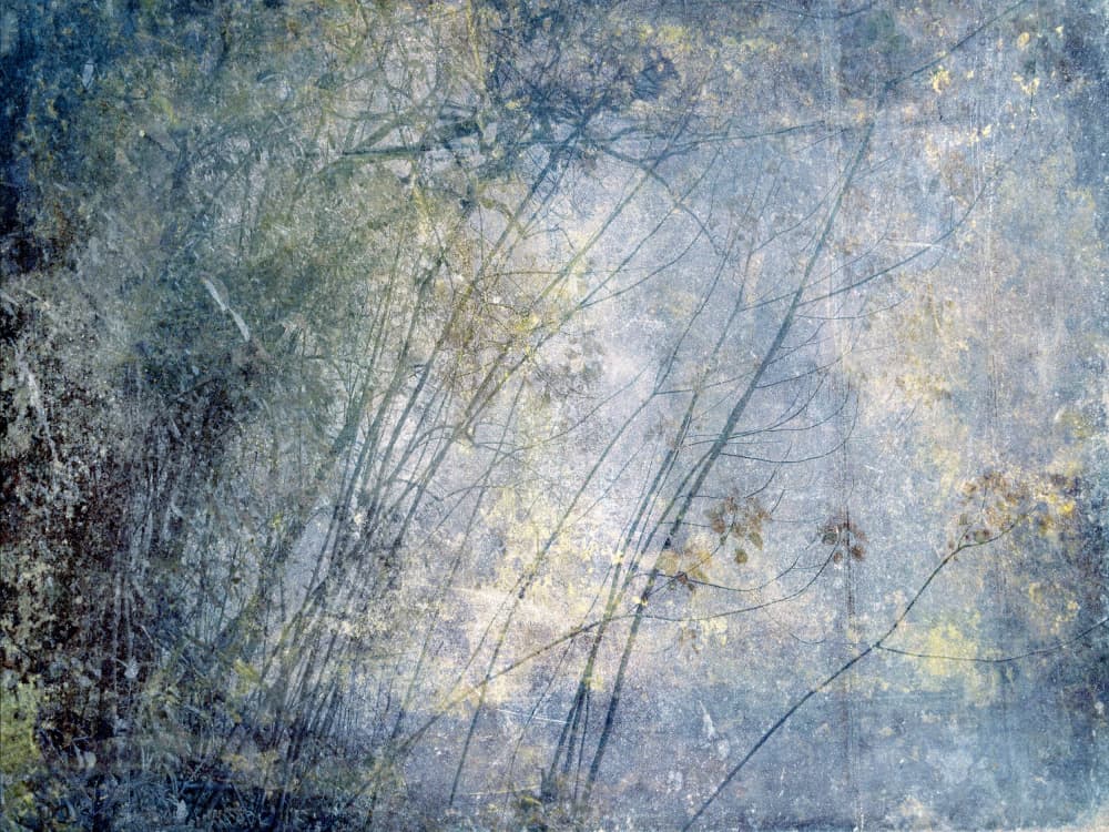 Ethereal Winter Forest by Gemma Bardot — canvas wall art