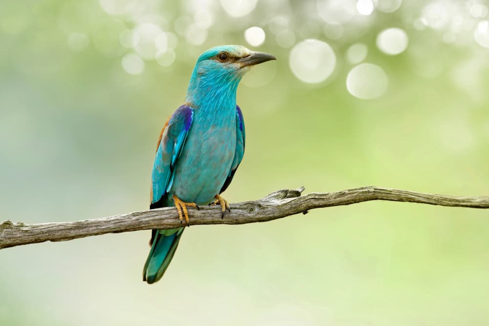 Brilliant Blue Roller by אייל בר אור • Eyal Bar Or — canvas wall art