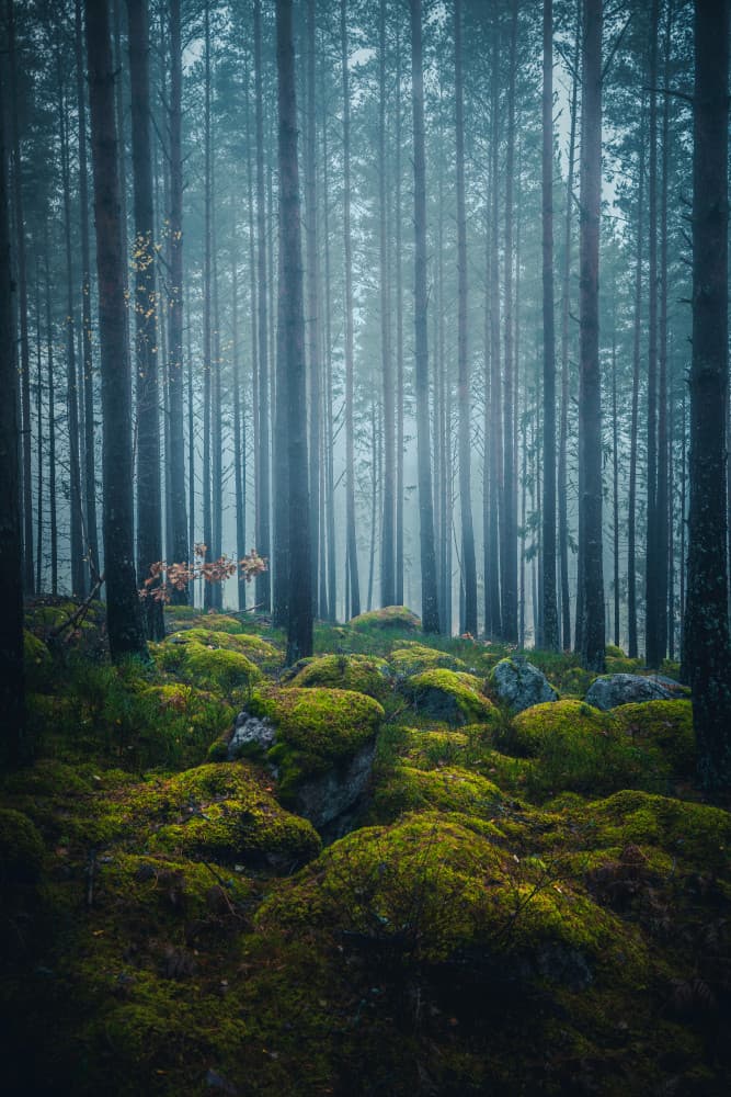 Misty Forest Moss by Christian Lindsten — canvas wall art
