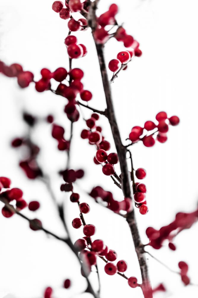 Red Berries 1 by Mareike Böhmer — canvas wall art