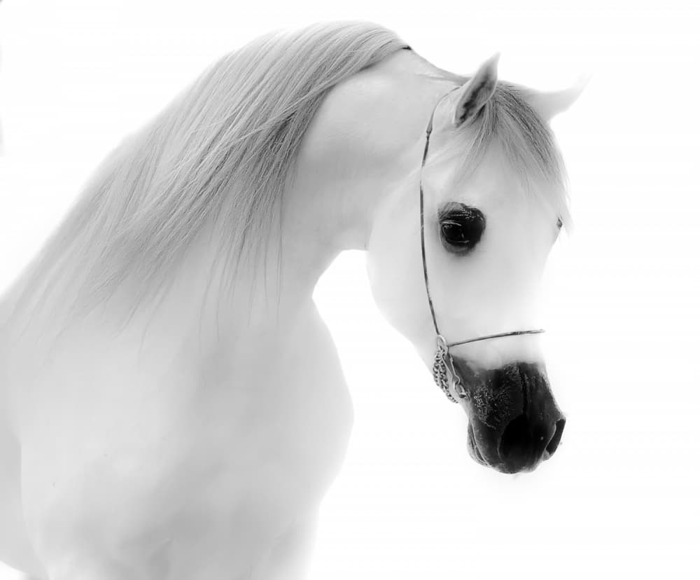 Elegant Arabian Horse by Yomn Almonla 🇸🇦 — canvas wall art