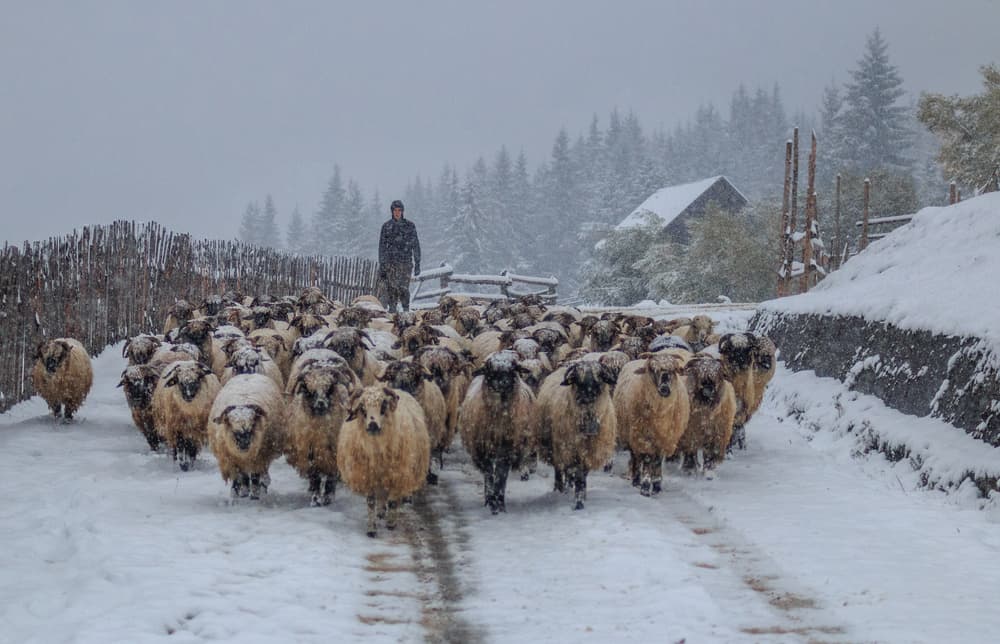 Shepherd's Winter Flock by Marina Sveduneac — canvas wall art